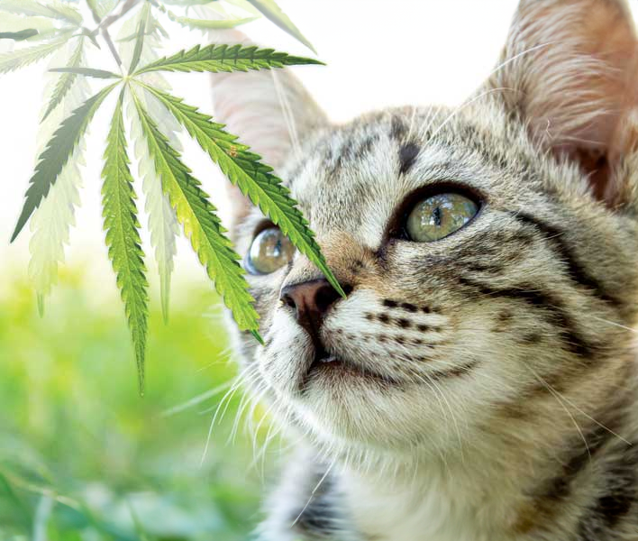 The Pros and Cons of CBD for Pets: What You Need to Know